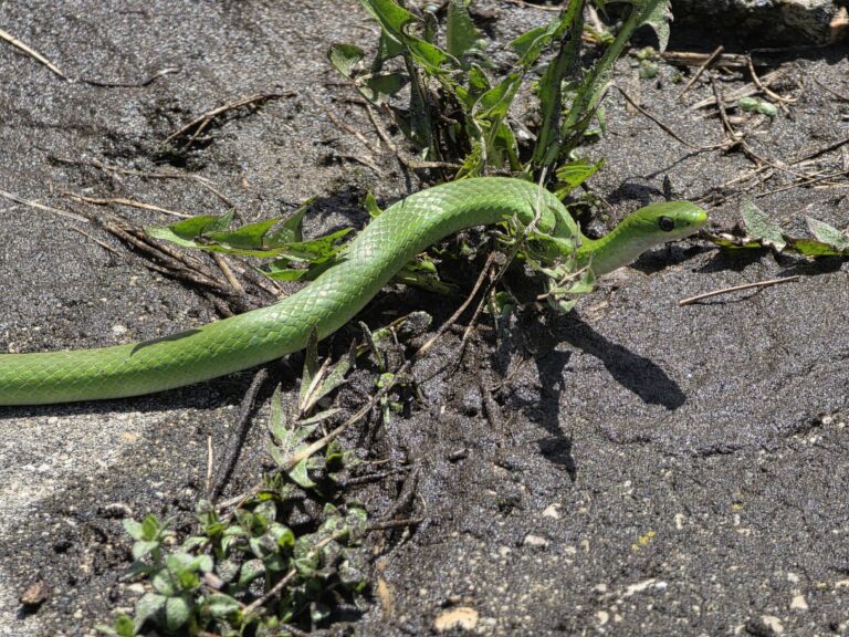 Dagda - description goes here.