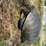 Record 36766 voucher