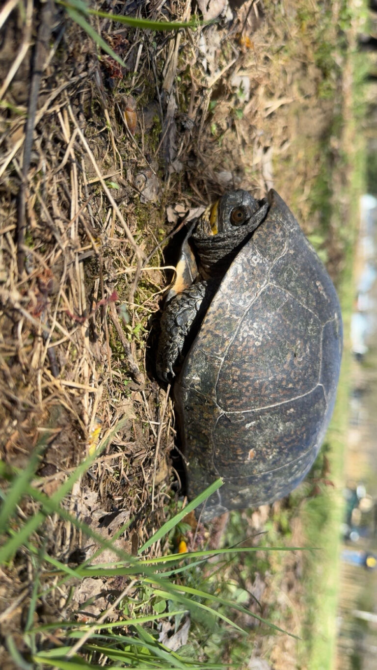 description goes here.