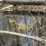 Record 36767 voucher