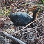 Record 36773 voucher