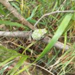 Record 36774 voucher