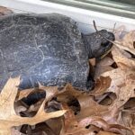 Record 36781 voucher