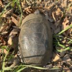 Record 36782 voucher