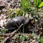 Record 36783 voucher