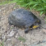 Record 36791 voucher