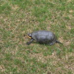 Record 36795 voucher