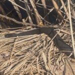 Record 36799 voucher