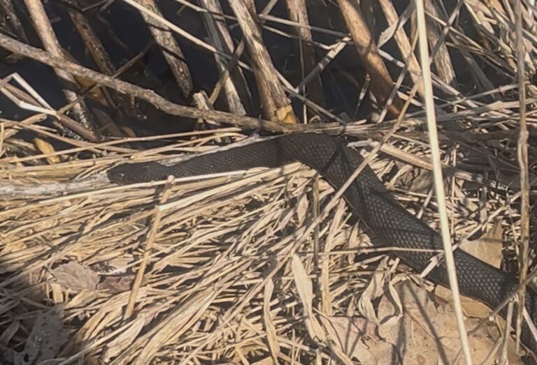 description goes here.