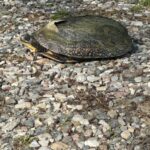 Record 36800 voucher