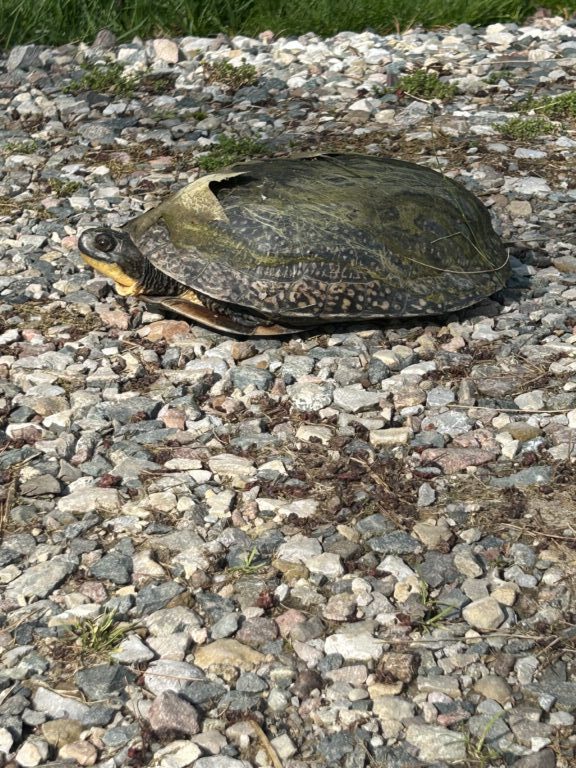 description goes here.