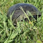 Record 36803 voucher