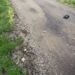 Record 36805 voucher