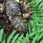 Record 36806 voucher