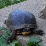 Record 36807 voucher