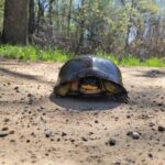 Record 36814 voucher