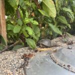 Record 37733 voucher