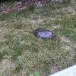 Record 37941 voucher