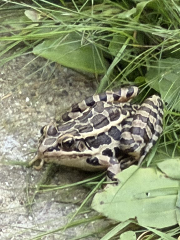 Dave Richatds - description goes here.